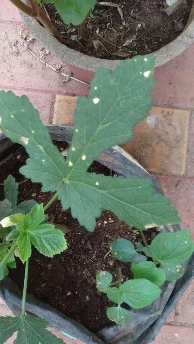 Downy Mildew - Okra