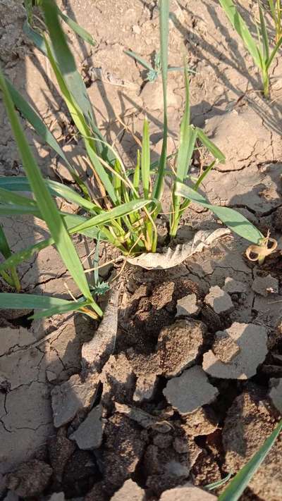 ಸುಳಿ ನೊಣ - ಗೋಧಿ