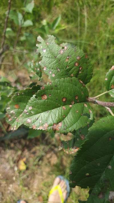 Anthracnose of Apple - Apple