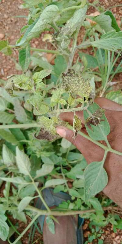 Leaf Miner Flies - Tomato