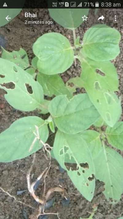 Tobacco Caterpillar - Soybean