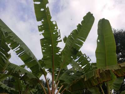 Potassium Deficiency - Banana