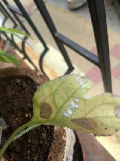 Mealybug - Tomato