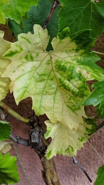 Leaf Variegation - Grape