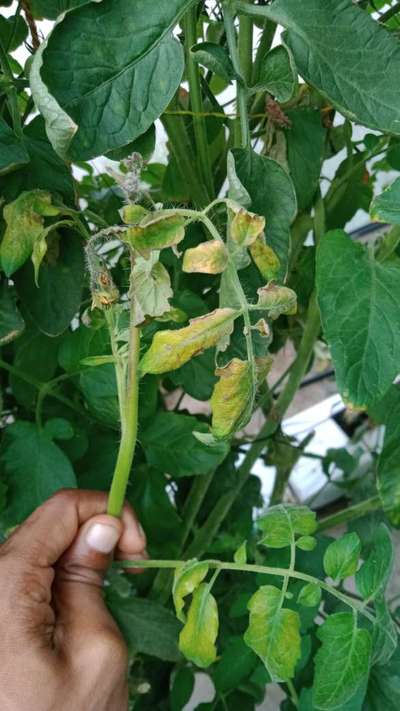 Botrytis Blight - Tomato