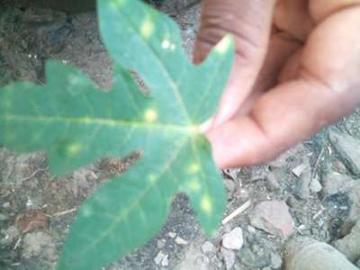 পেঁপের বাদামী দাগ রোগ - পেঁপে