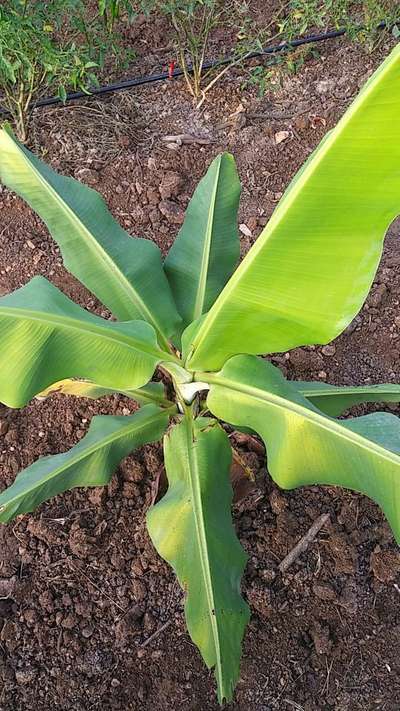 ಕ್ಯಾಲ್ಸಿಯಂ ಕೊರತೆ - ಬಾಳೆಹಣ್ಣು