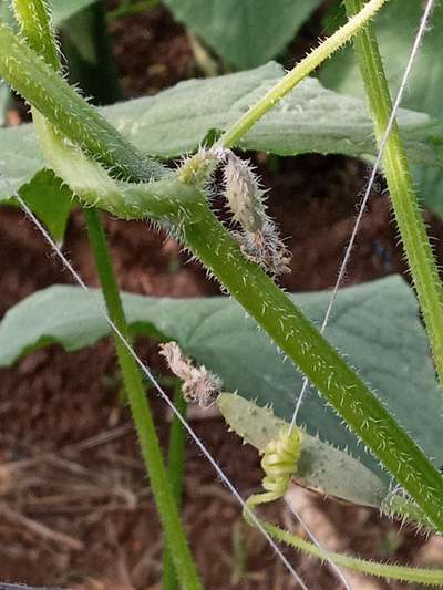 Podredumbre apical - Pepino