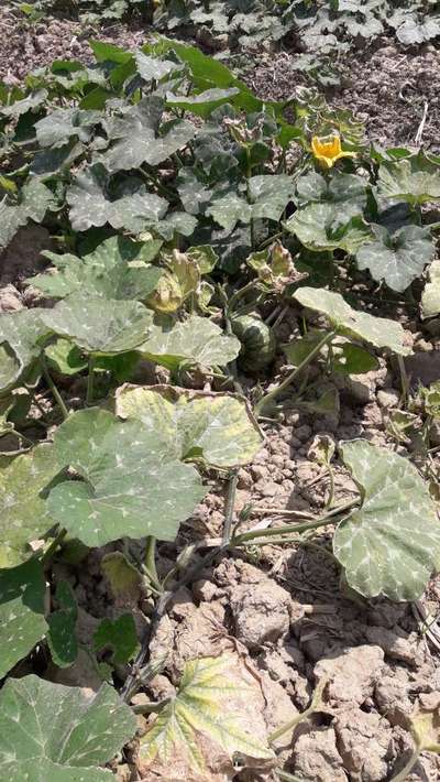 Powdery Mildew - Pumpkin