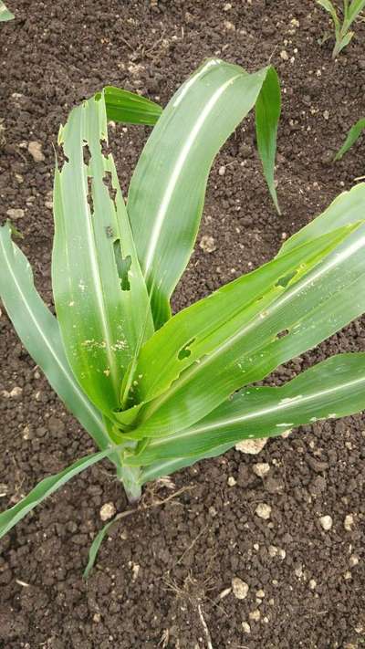 Fall Armyworm - Maize