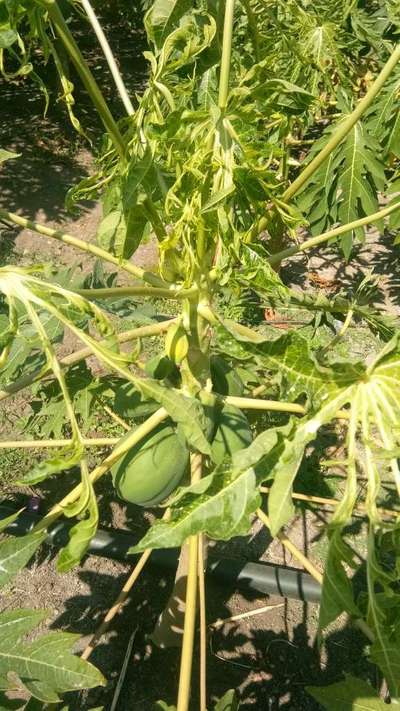 Papaya Leaf Curl Virus - Papaya