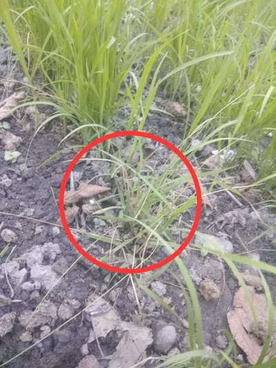 Yellow Stem Borer - Rice