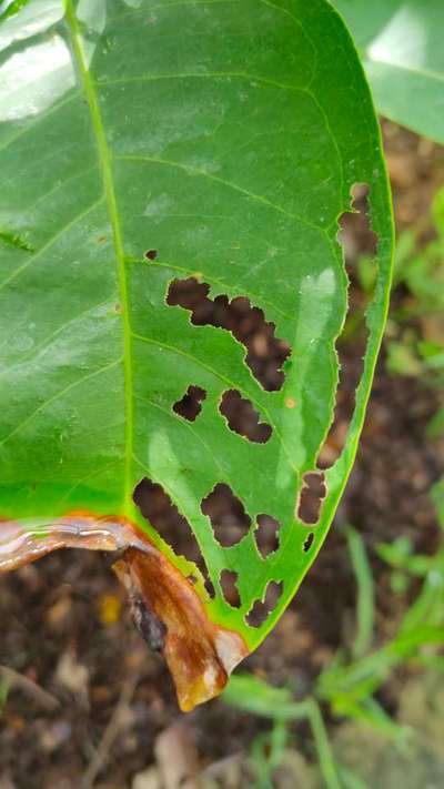 Southern Armyworm - Mango