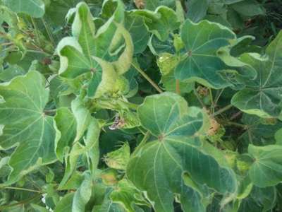 Cotton Leaf Curl Virus - Cotton