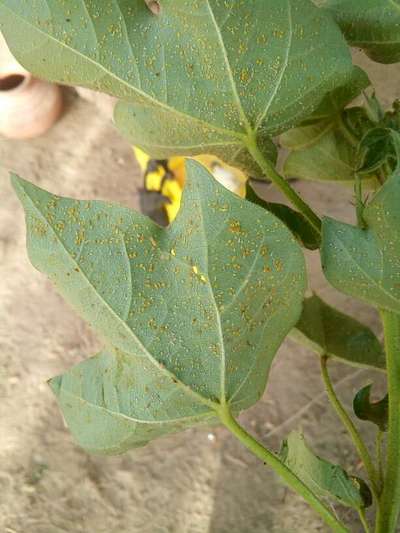 Aphids - Cotton