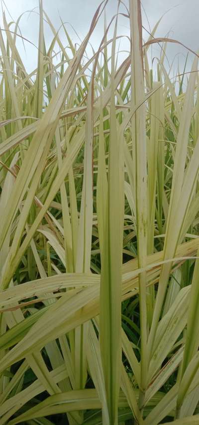 ಪೊಟ್ಯಾಸಿಯಮ್  ಕೊರತೆ - ಕಬ್ಬು