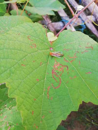 Leaf Miner Flies - Grape