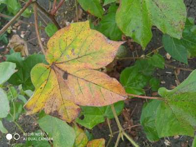 Cotton Leafhopper Jassids - Cotton