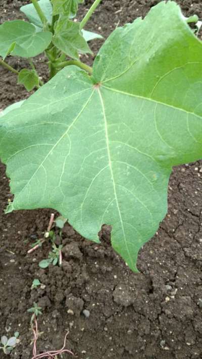 பரந்த மூக்கு  அந்துப்பூச்சி வகை - பருத்தி