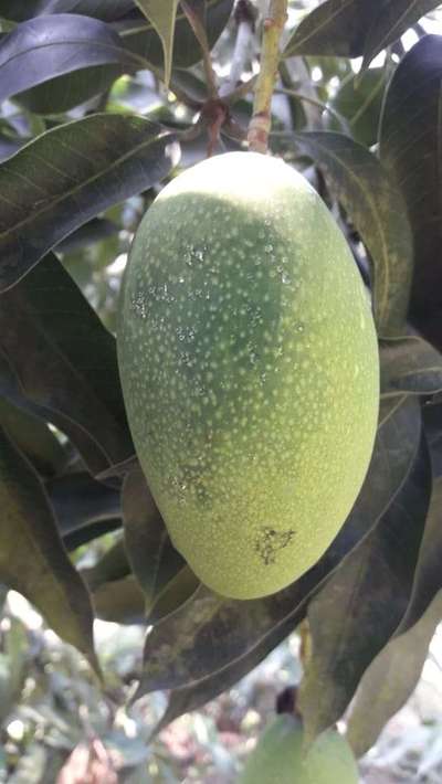 Bacterial Black Spot of Mango - Mango