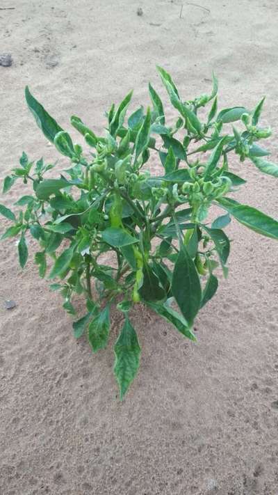 Chilli Leaf Curl Virus - Capsicum & Chilli