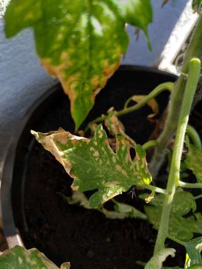 Pesticide Burn - Tomato