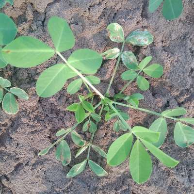 Alternaria Leaf Spot Peanut - Peanut