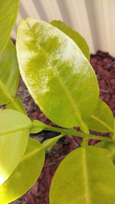 Nitrogen Deficiency - Citrus
