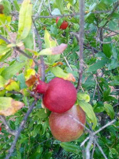 Thrips - Pomegranate