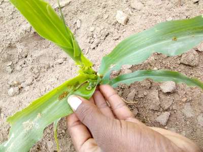 ಫಾಲ್ ಸೈನಿಕ ಹುಳು (ಫಾಲ್ ಆರ್ಮಿ ವರ್ಮ್) - ಮೆಕ್ಕೆ ಜೋಳ