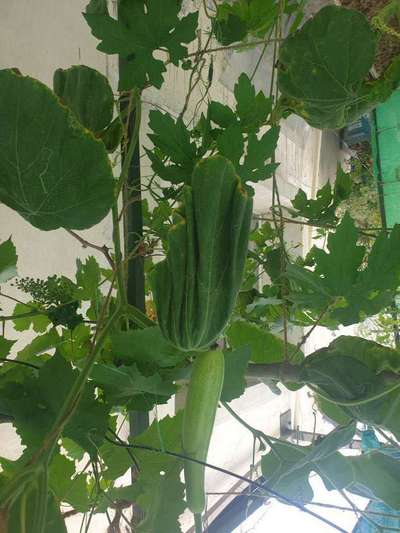 Bacterial Wilt - Cucumber