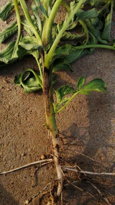 Blackleg of Potato - Potato