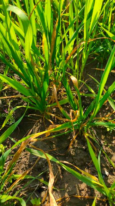 Snow Mold of Cereals - Wheat