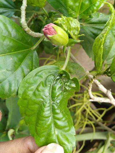 Nitrogen Deficiency - Capsicum & Chilli