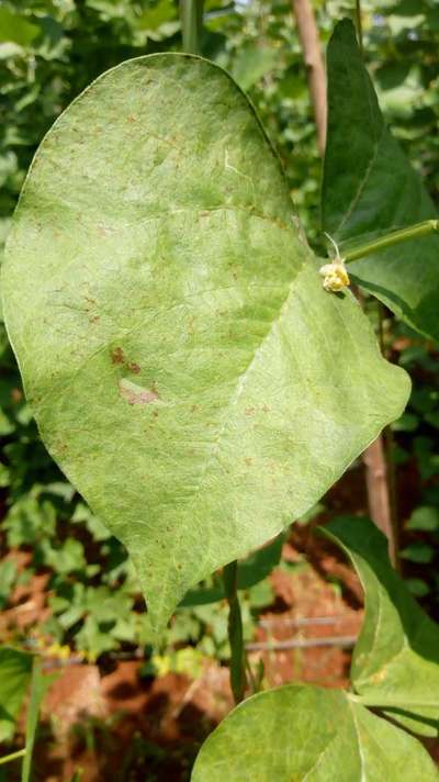ಸೋಯಾಬೀನಿನ ಆಂಥ್ರಾಕ್ನೋಸ್ - ಹುರುಳಿ