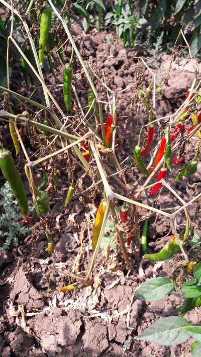 Stem Rot - Capsicum & Chilli