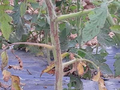 Stem Rot of Tomato - Tomato