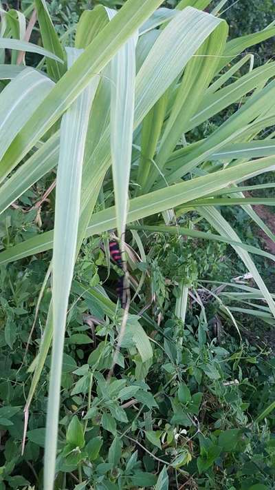 Iron Deficiency - Sugarcane