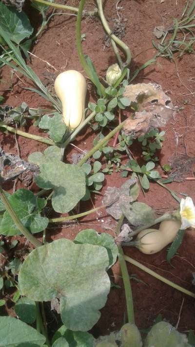 Downy Mildew of Cucurbits - Pumpkin