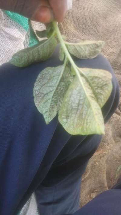 ಥ್ರಿಪ್ಸ್ ನುಸಿ - ಆಲೂಗಡ್ಡೆ