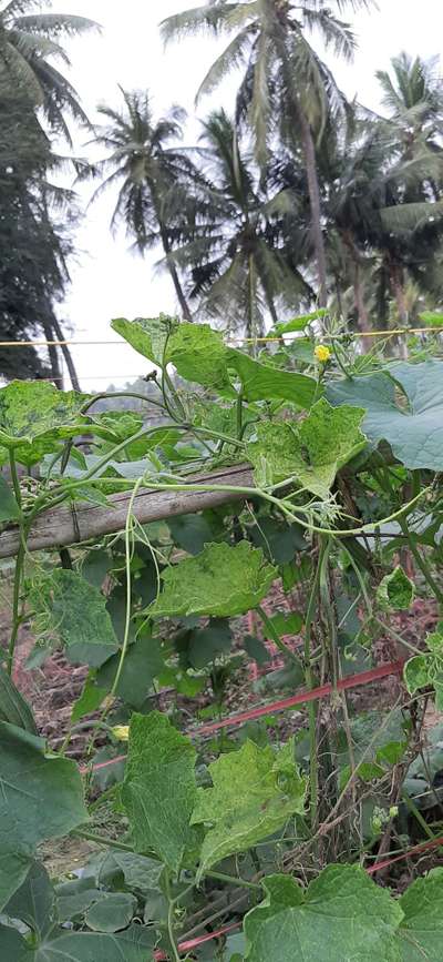 Cucumber Mosaic Virus - Cucumber