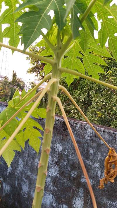 পটাশিয়ামের অভাবজনিত লক্ষণ - পেঁপে