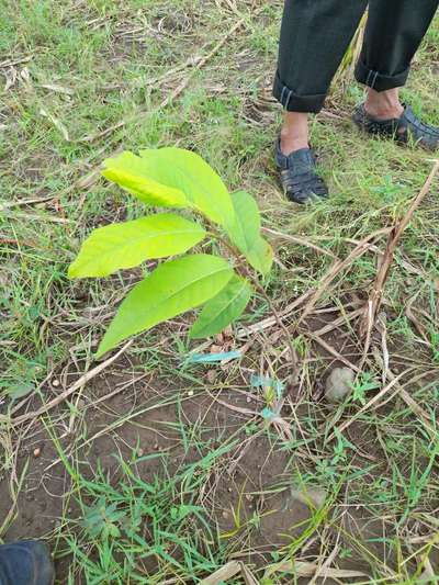 Iron Deficiency - Mango