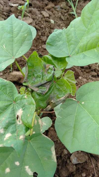 Pesticide Burn - Cotton