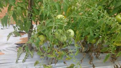 Tomato Late Blight - Tomato