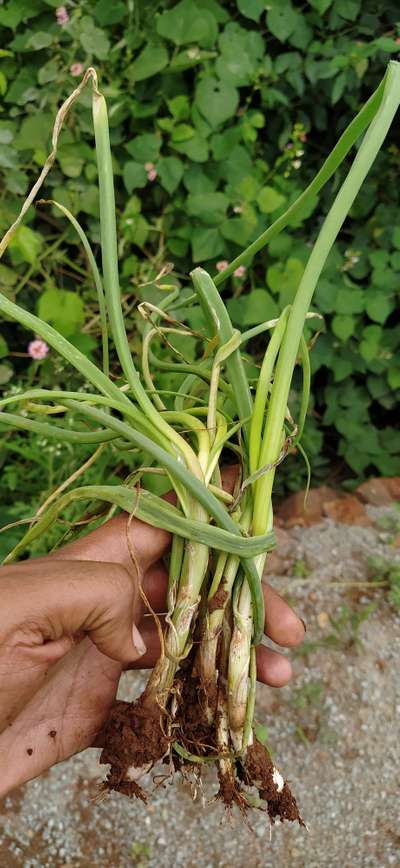 Boron Deficiency - Onion