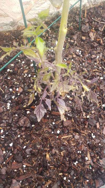 Phosphorus Deficiency - Tomato