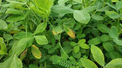 Alternaria Leaf Spot Peanut - Peanut