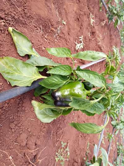 Blossom End Rot - Capsicum & Chilli