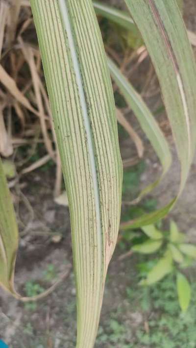 Iron Deficiency - Sugarcane